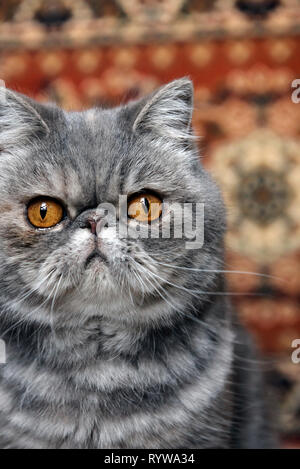 Portrait of an Exotic cat Stock Photo