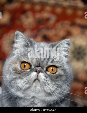 Portrait of an Exotic cat Stock Photo