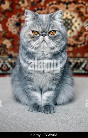 Portrait of an Exotic cat Stock Photo
