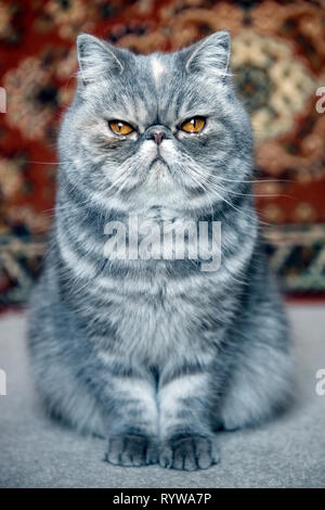 Portrait of an Exotic cat Stock Photo