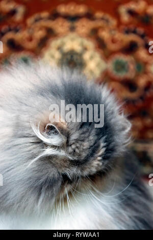 Portrait of an Exotic cat Stock Photo