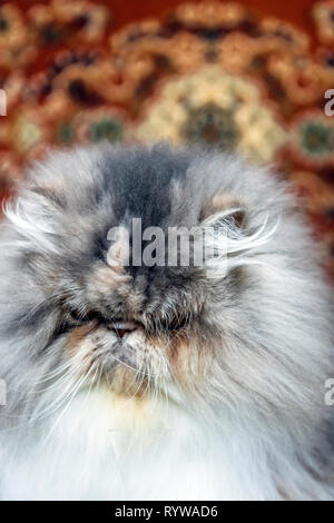 Portrait of an Exotic cat Stock Photo