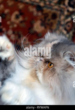 Portrait of an Exotic cat Stock Photo