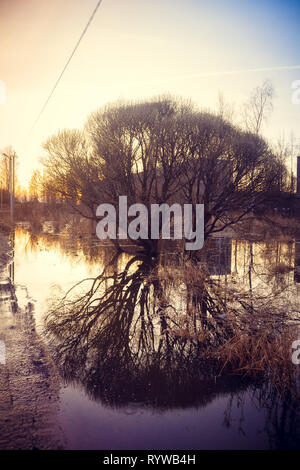 A tree is reflected in a puddle. Spring paintings. Puddles and mud Stock Photo