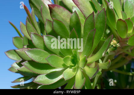 Close-up of Green Aeonium succulent with a blue sky background.