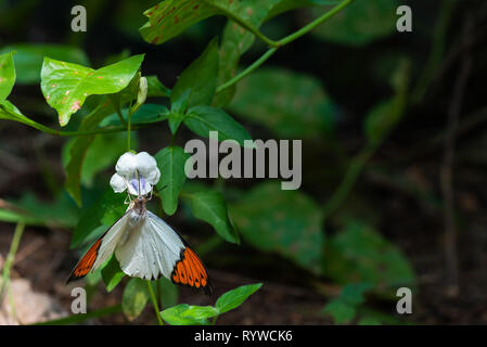 A white and orange butterfly feeding on nectar from a flower. Stock Photo