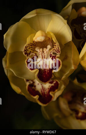 Orchid flower of Cymbidium hybrid, Durgapur village, Assam, India Stock Photo