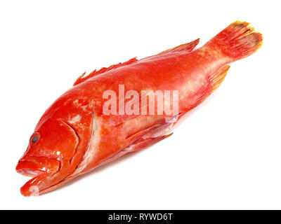Fish - Strawberry Grouper, Coral Hind on white Background Stock Photo
