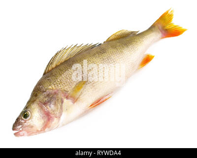 Fresh Fish - Perch on white Background Stock Photo