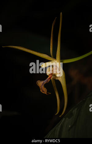 Orchid flower of Dendrobium amplum,Durgapur village, Assam, India Stock Photo