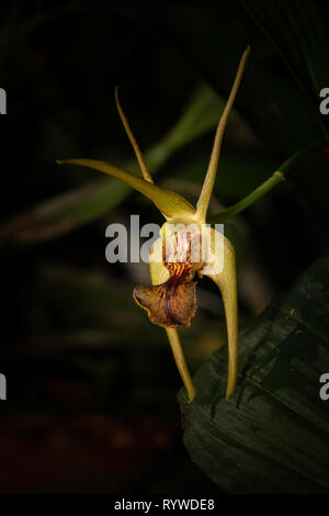 Dendrobium amplum orchid,Durgapur village, Assam, India Stock Photo