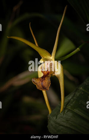 Dendrobium amplum,Durgapur village, Assam, India Stock Photo