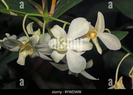 Dendrobium hybrid orchid,Durgapur village, Nagaland, India Stock Photo