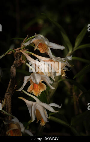 Dendrobium longicornu Orchid, Durgapur village, Nagaland, India Stock Photo