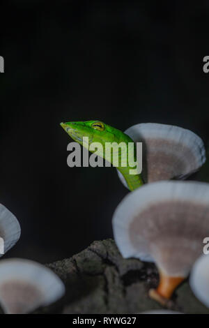Green Vine Snake- Ahaetulla nasuta with in mushrooms, Satara on tree, Maharashtra, India Stock Photo