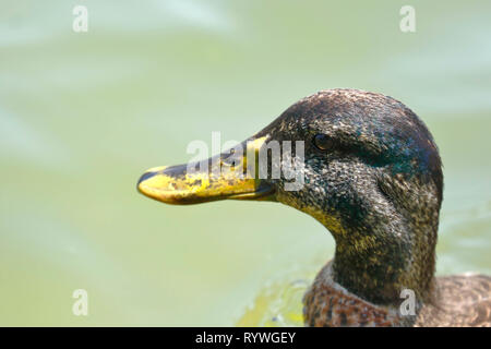 Mallard Duck (Anas platyrhynchos), juvenile male swimming on a pond in total freedom. Stock Photo