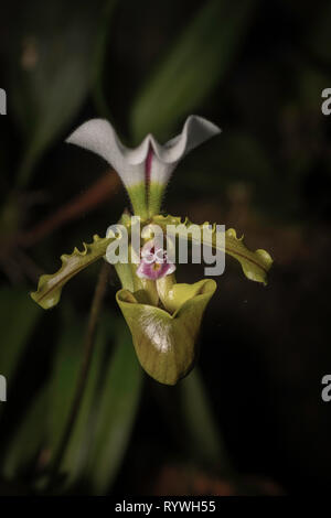 Orchid flower of Paphiopedilum spicerianum, Durgapur village, Nagaland, India Stock Photo