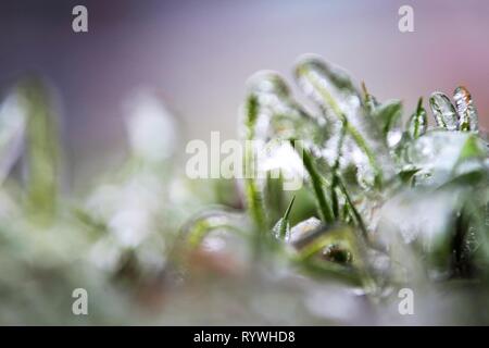 Bucharest, Romania - January 27, 2019: The grass covered with ice after an winter ice storm, in Bucharest, Romania. Stock Photo