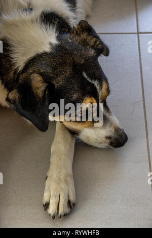 A multi-colored mixed breed dog isolated lying on a tiled floor image with copy space Stock Photo