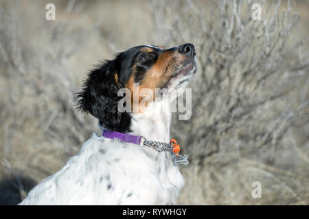 English setter puppy 4.5-months-old looking up at owner Stock Photo