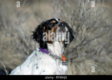 Four-and-a half month old English setter puppy looking up at trainer Stock Photo