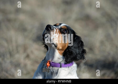 Four-and-a half month old English setter puppy looking up at trainer Stock Photo