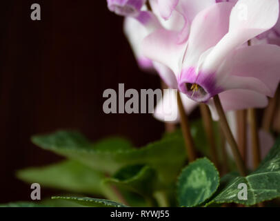 Pink flowers with green leaves on a black background. Close-up on the flower. Stock Photo