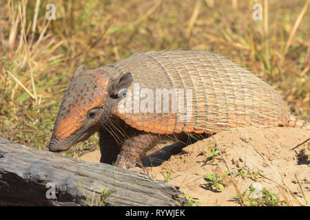 Six-banded Armadillo (Euphractus sexcinctus) at the entrance to it's burrow