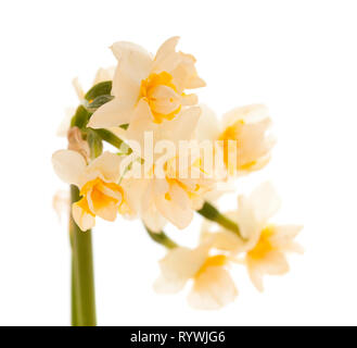 flora of Gran Canaria -  Narcissus tazetta, paperwhite narcissus, isolated on white background Stock Photo