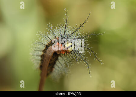 Saturniid caterpillar (Saturniidae sp.) with long spines in the Amazon rainforest Stock Photo