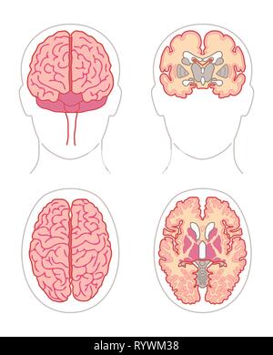 Human Anatomy drawings - BRAIN front and top views or sections Stock Vector