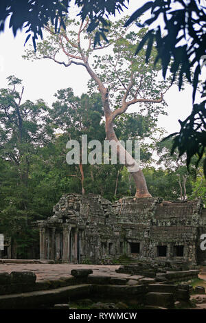 Early morning, eastern gopura (entrance gate) to the inner temple complex, Ta Prohm, Angkor, Siem Reap, Cambodia Stock Photo