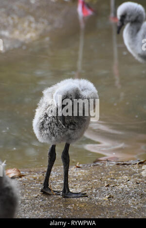 Sweet baby flamingo resting its head on its feathers Stock Photo