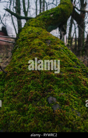 Fallen forest tree covered by green moss vegetation at the rainy day on light blurry background Stock Photo