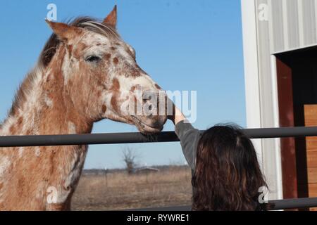 Old Appaloosa horse Stock Photo - Alamy