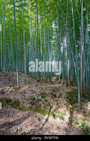 A bamboo forest in Arashiyama in Kyoto, Japan Stock Photo