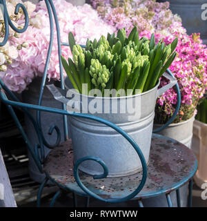 A bouquet of unblown hyacinths and lilac hydrangea in tin buckets on an iron chair near the entrance to the store as a decoration Stock Photo