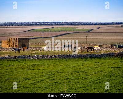 Several horses grazing in a protected dehesa with stone walls in Spain Stock Photo