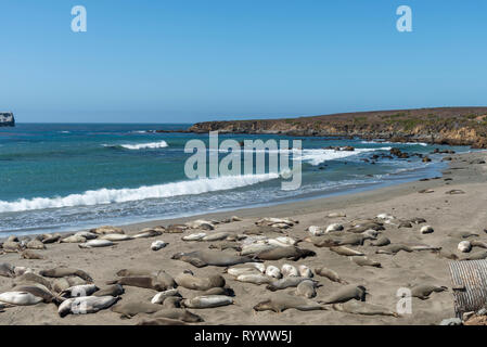 Elephant seals laying on beach under sunny blue skies with blue ocean and waves rolling onto seashore. Stock Photo