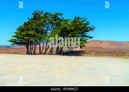 Grove of green trees in vacant dirt field under bright blue sky. Stock Photo