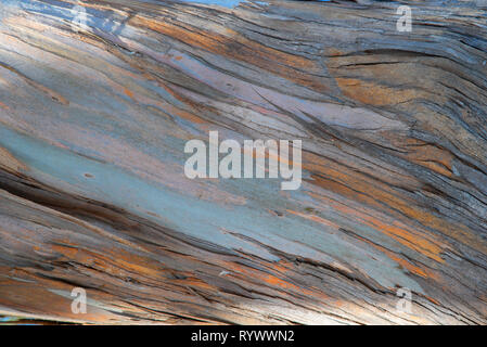 Closeup of Eucalyptus tree bark showing colors and textures. Stock Photo