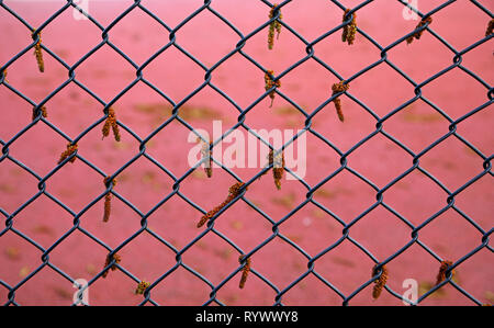 Catkins hang from a chain-link fence against a pink background, Whitstable, Kent, England. Stock Photo