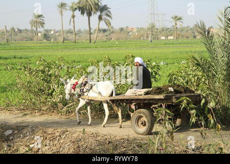 Egyptian man on his donkey drawn cart moving fertilizer on a dirt track, near the village of Abusir, Cairo Governorate, Lower Egypt Stock Photo