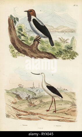 Bearded bellbird, Procnias averano, and American avocet, Recurvirostra americana. Handcoloured steel engraving from Felix-Edouard Guerin-Meneville's Dictionnaire Pittoresque d'Histoire Naturelle (Picturesque Dictionary of Natural History), Paris, 1834-39. Stock Photo