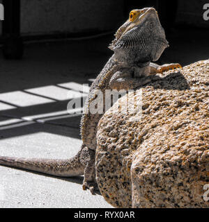 A bearded dragon lizard basking in the sun Stock Photo