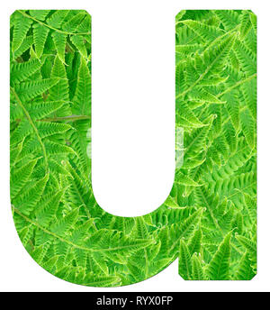 Fern Lettering R letter r with texture of fern leaves, font Helvetica Word, bold Stock ...
