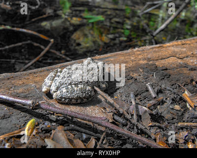 A small frog hanging out at the edge of the pond. Clear water. Stock Photo