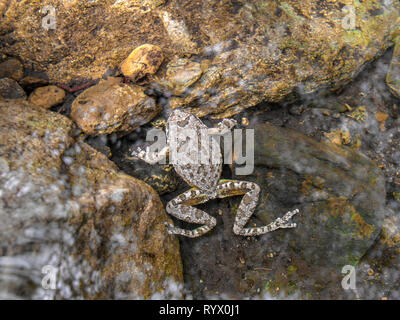 A small frog hanging out at the edge of the pond. Clear water. Stock Photo