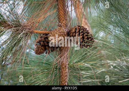 Close up of strobiles on a trunk of a young green pine. Forest plant life. Cones, branches and needles of pine. Coniferous wood. Macro Stock Photo