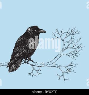 A pen drawing of a black raven. Digitized. Stock Vector